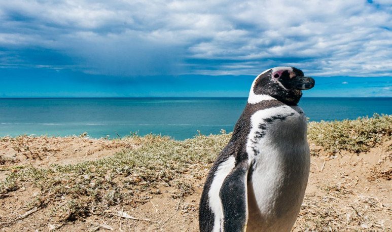 puerto madryn 773x458