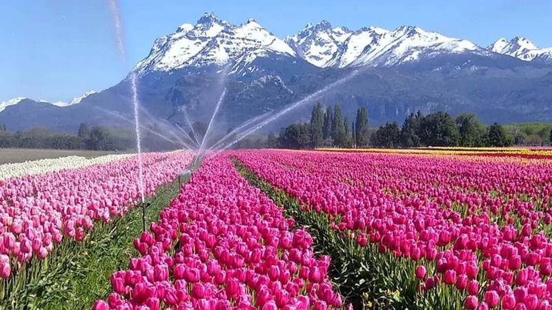 tulipanes en trevelin