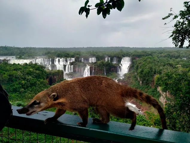 coati iguazu